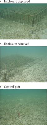 Megaherbivore exclusion led to more complex seagrass canopies and increased biomass and sediment Corg pools in a tropical meadow
